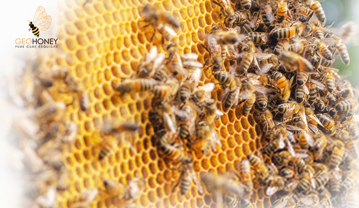 Patterns Of Short And Long-Term Responses Of Honey Bee Colony To Changes In Its Internal Environment